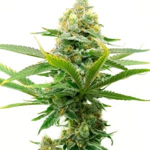 Moby Dick Autoflower