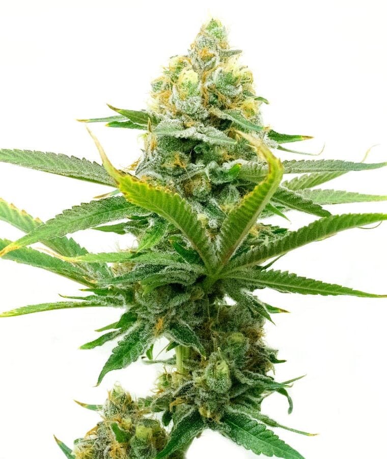 moby_dick_autoflower.jpg