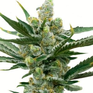 NY Diesel Autoflower