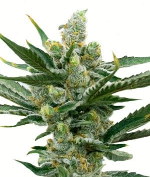 NY Diesel Autoflower
