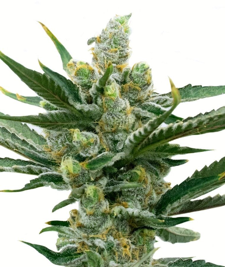 ny_diesel_autoflower.jpg