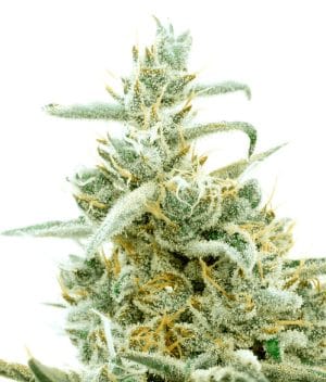 Orange Bud