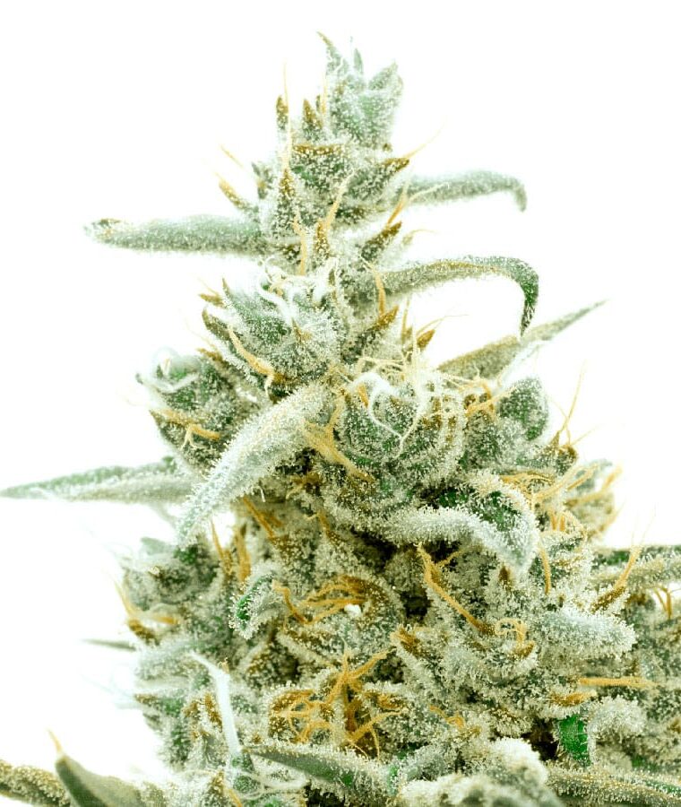 orange_bud.jpg