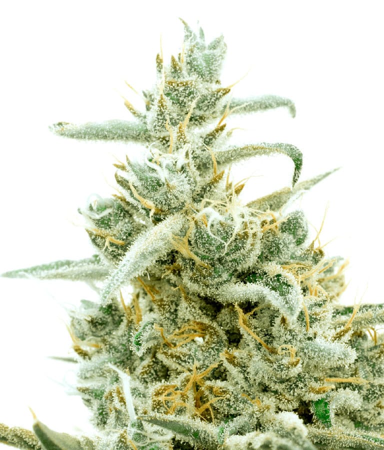orange_bud.jpg