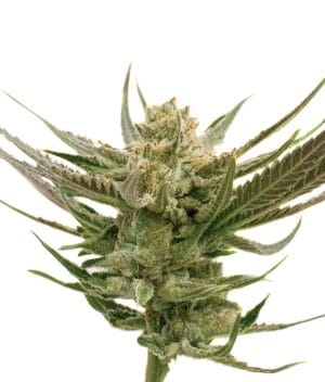 Orange x Skunk
