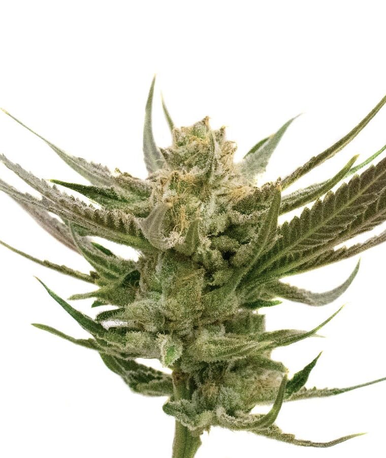 orange_x_skunk.jpg