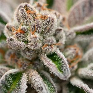 Purple Gelato