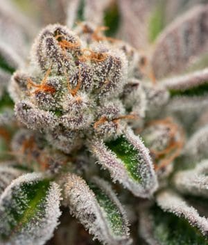 Purple Gelato