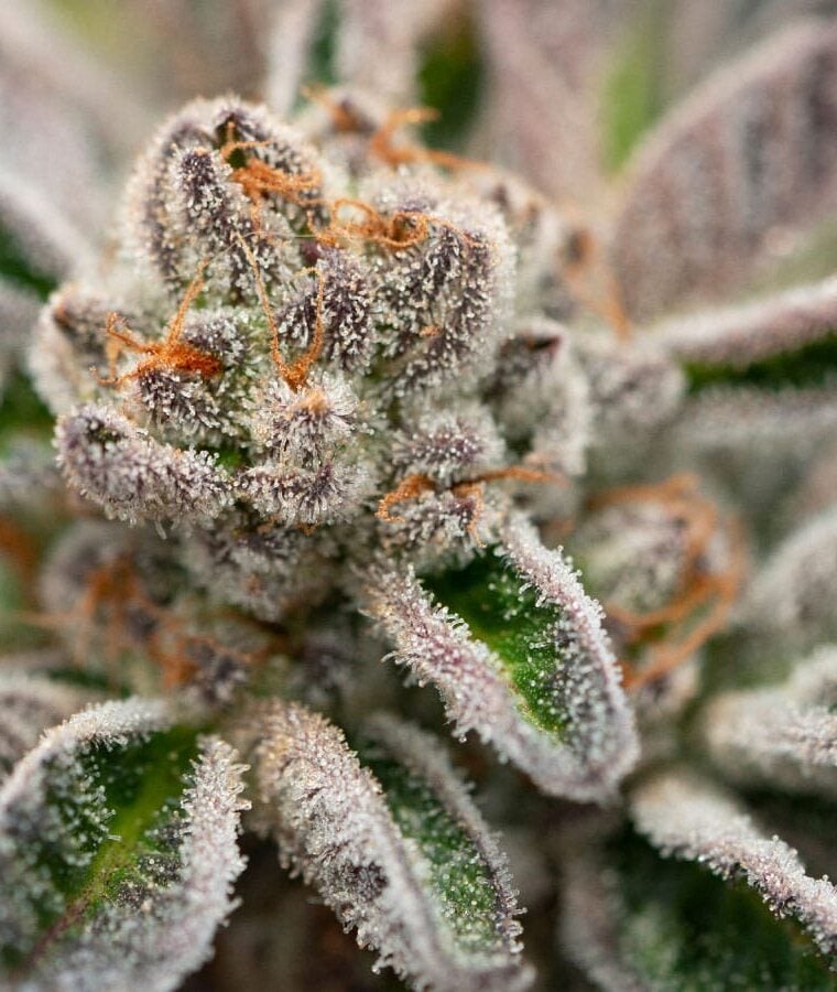purple_gelato.jpg