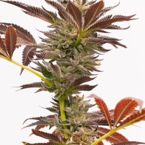 Purple Kush Auto