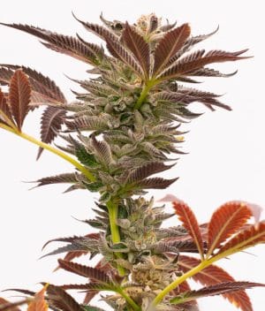 Purple Kush Auto
