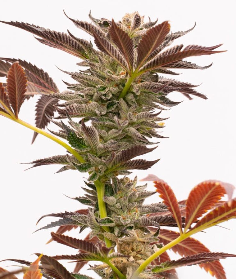 purple_kush_auto.jpg