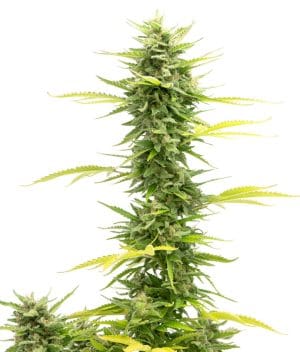 Skunk