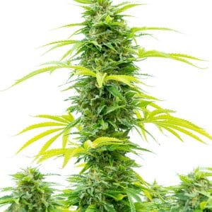 Indica – Indoor – Berry – Skywalker strain – image 1 – from Dutch Passion Seeds via Seed City