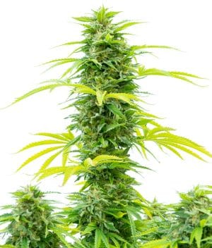 Skywalker