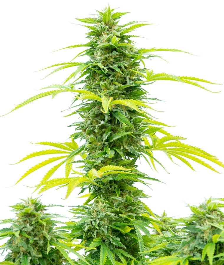 Indica – Indoor – Berry – Skywalker strain – image 1 – from Dutch Passion Seeds via Seed City