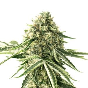 Sour Lemon