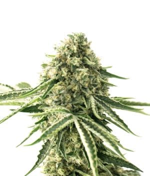 Sour Lemon