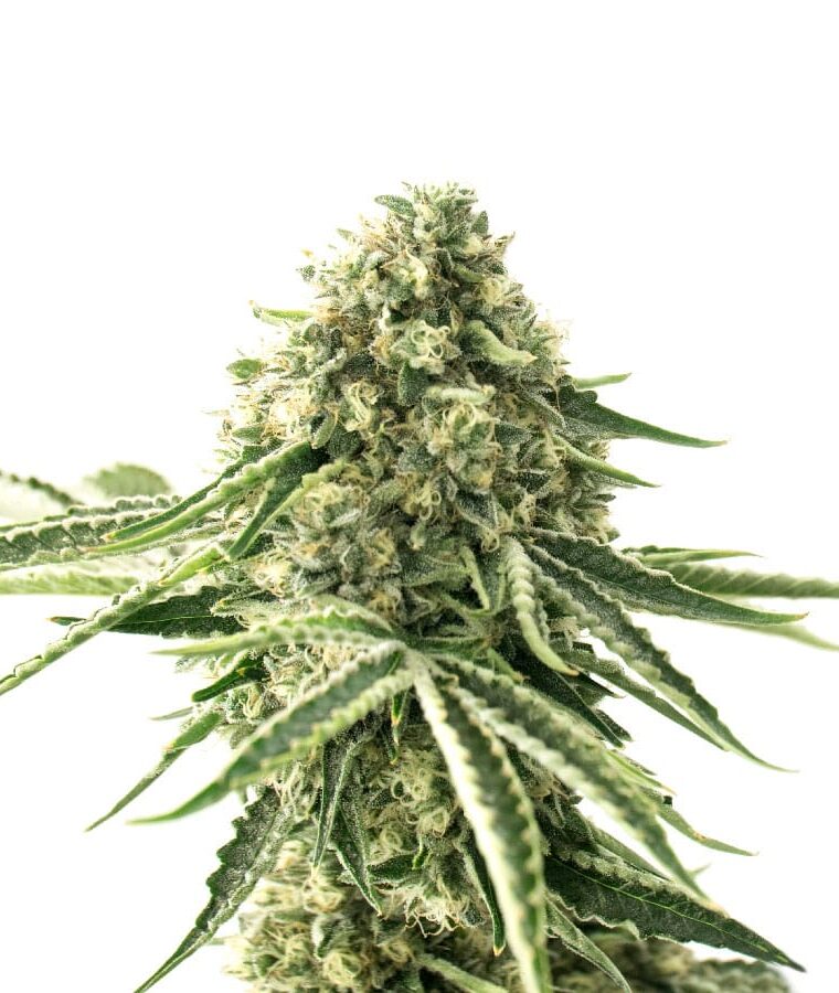 sour_lemon.jpg