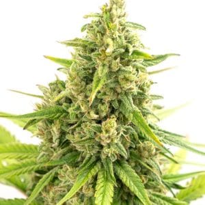 Strawberry Cough