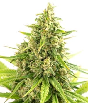 Strawberry Cough