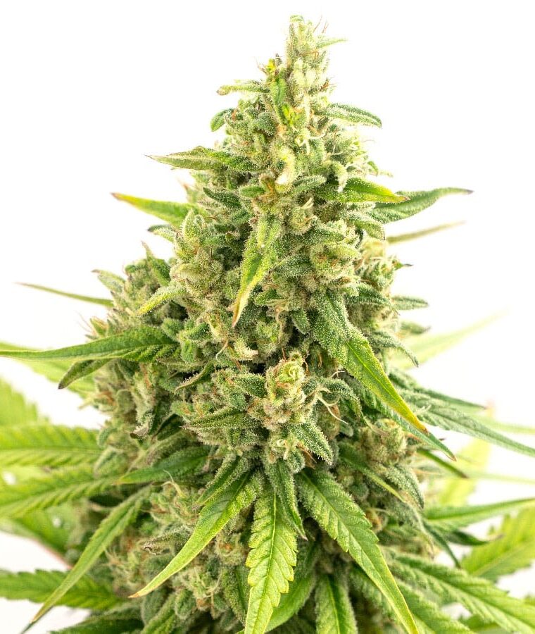 strawberry_cough.jpg