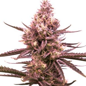 Strawberry Kush