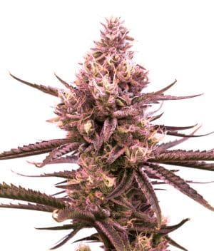 Strawberry Kush