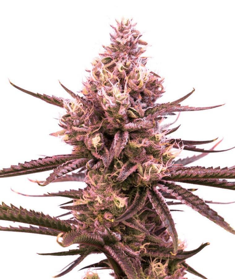 strawberry_kush.jpg