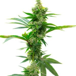 Super Silver Haze