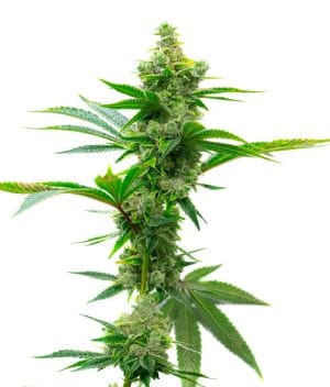 Super Silver Haze