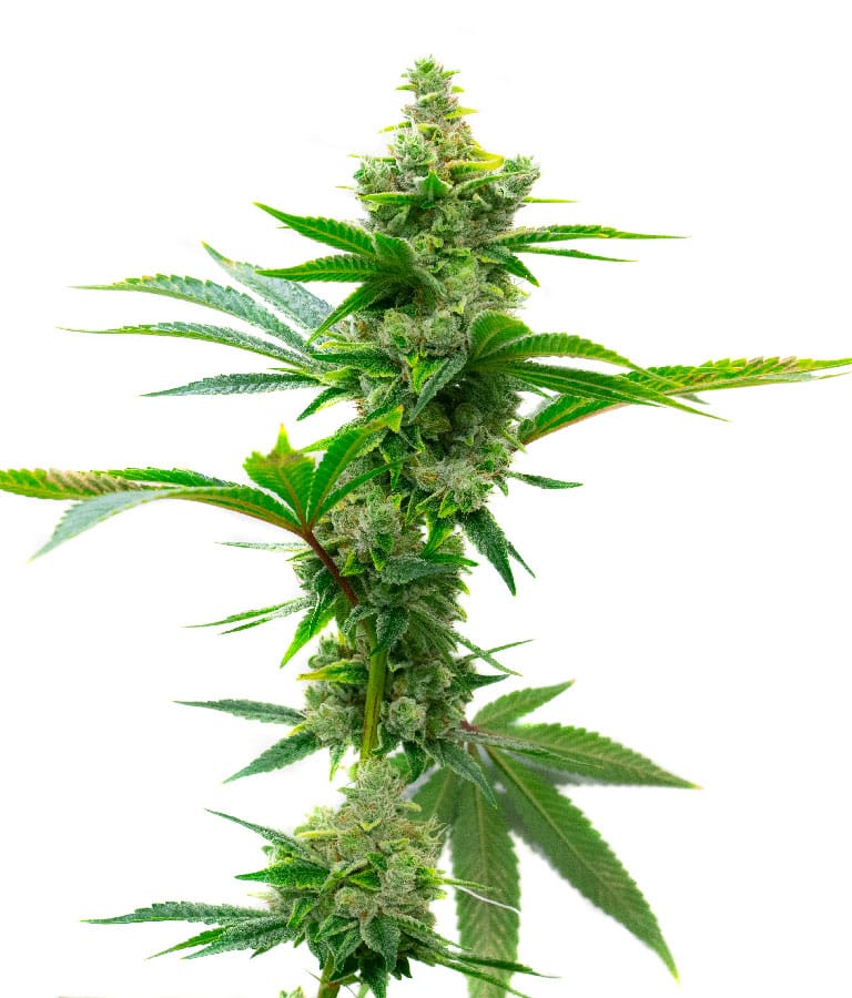super_silver_haze.jpg