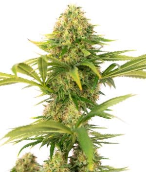 Super Skunk