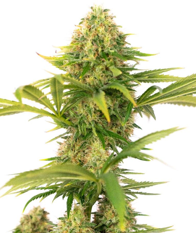 super_skunk.jpg
