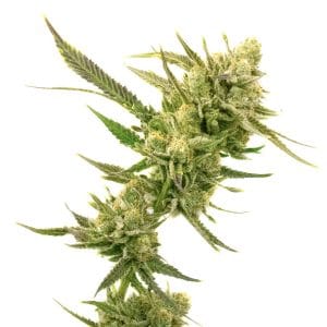 Super Skunk Autoflower