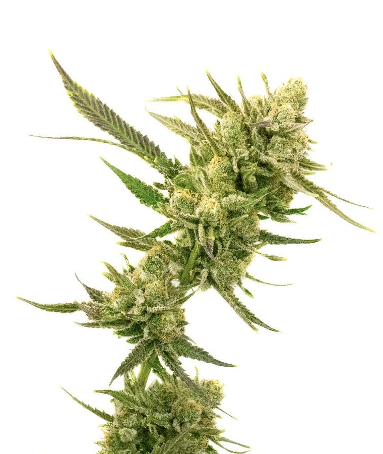 super_skunk_autoflower.jpg