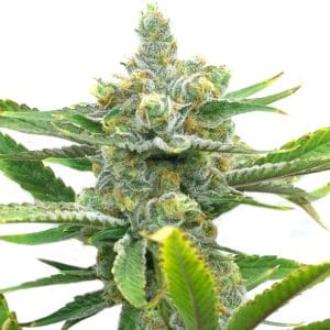 Sweet Tooth Autoflower