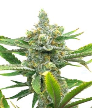 Sweet Tooth Autoflower
