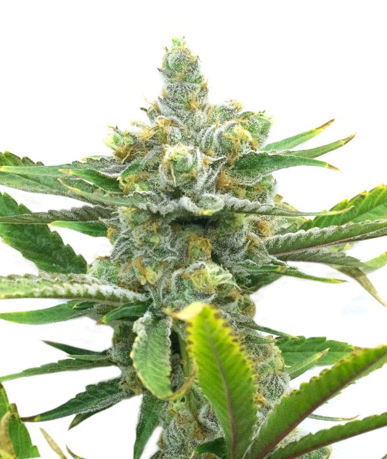 sweet_tooth_autoflower.jpg