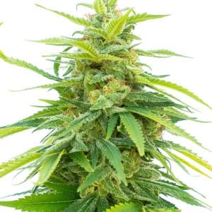 Tangie