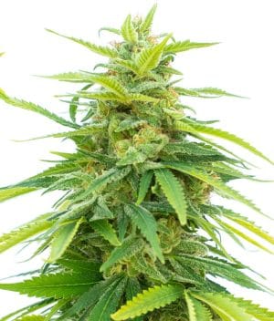 Tangie