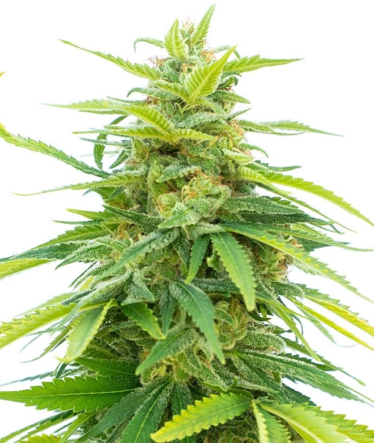 tangie.jpg
