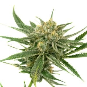 White Amnesia