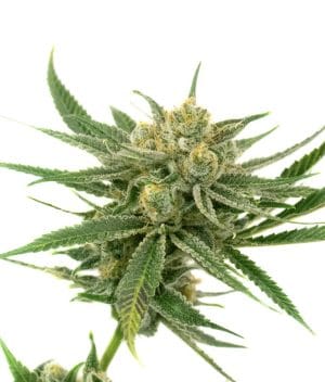 White Amnesia