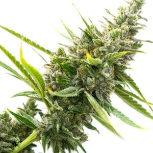 White Rhino