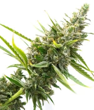 White Rhino