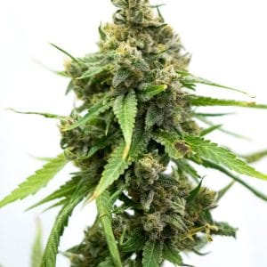 White Russian