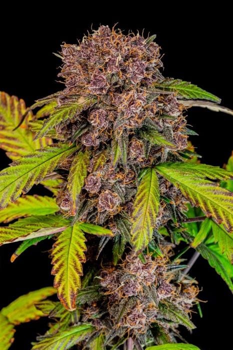 Lemon Cherry Cookies Auto from FastBuds