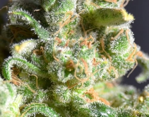 Insomnia – Outdoor – 12/12 Photoperiod – Cheese strain – image 2 – from CBD Seeds via Seed City