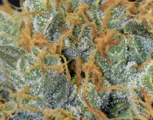 Lavender by CBD Seeds – Female seeds – 12/12 Photoperiod – Beginning of October – image 3 – Seed City